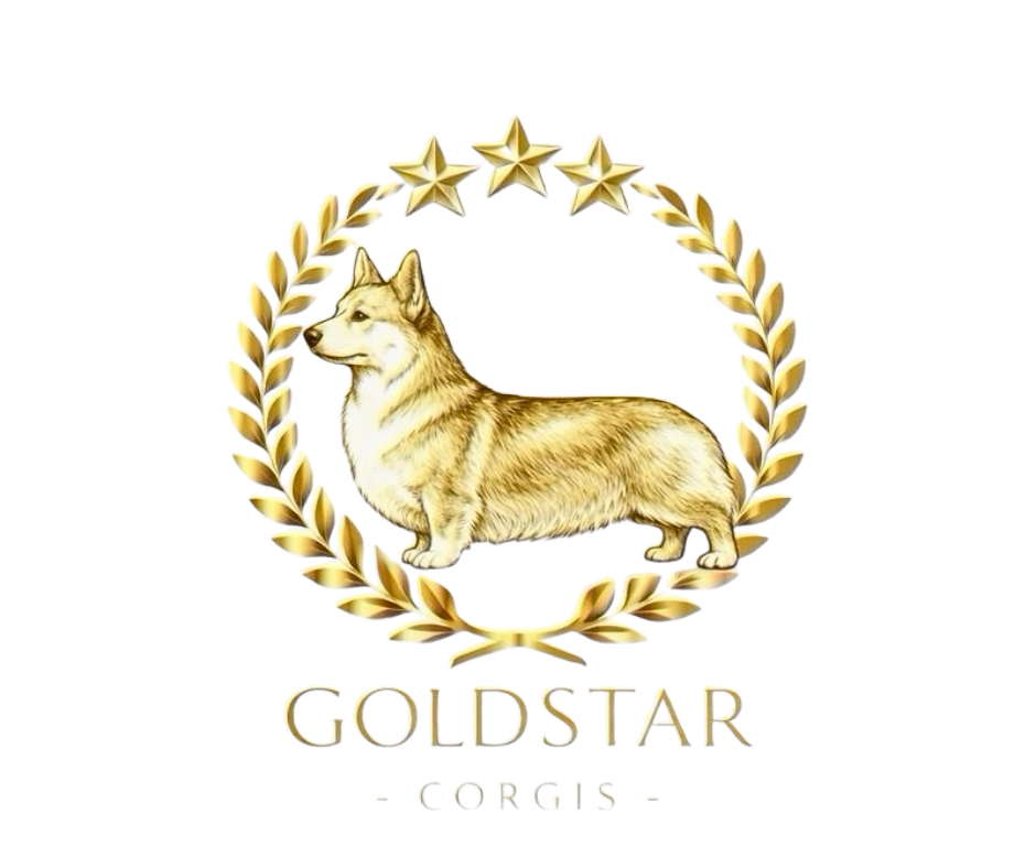 goldstar corgis logo