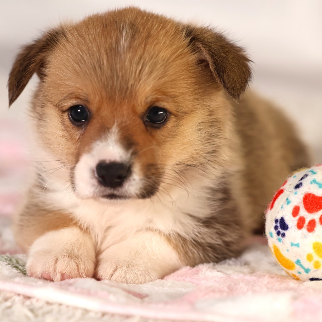 fluffy corgi puppy oaklyn