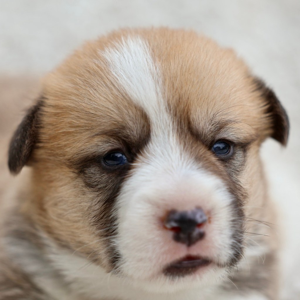 corgi puppies for sale