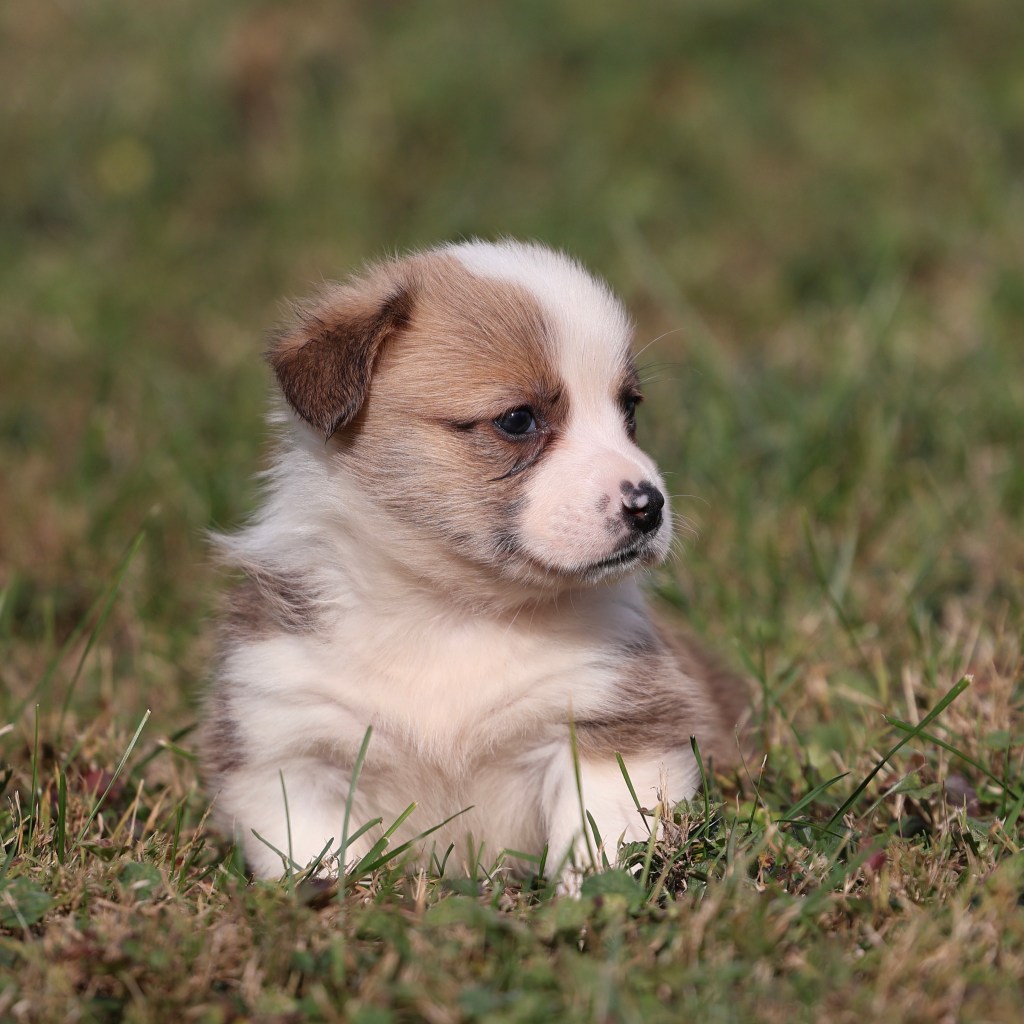 corgi puppies for sale lancaster