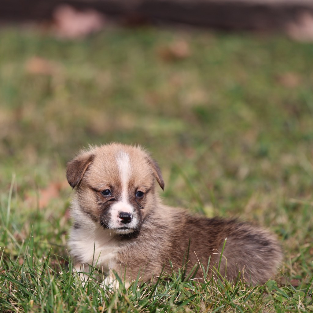 corgi puppies sale