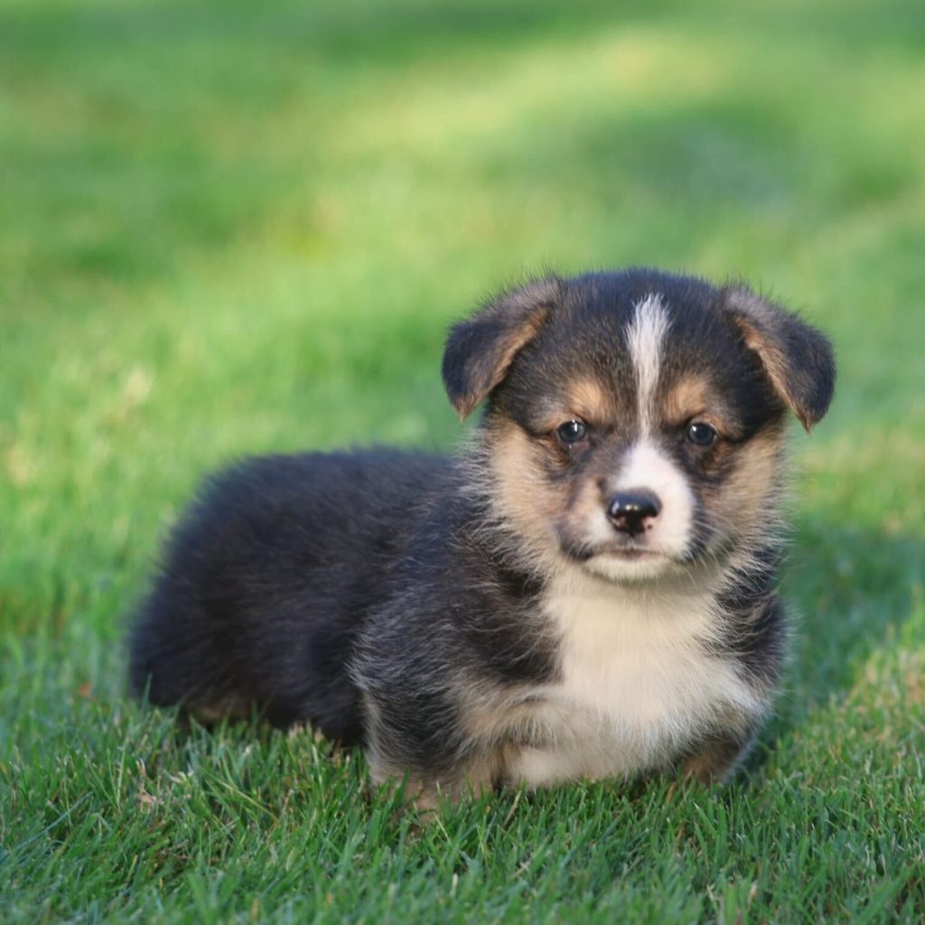 Corgi Puppy in Grass
