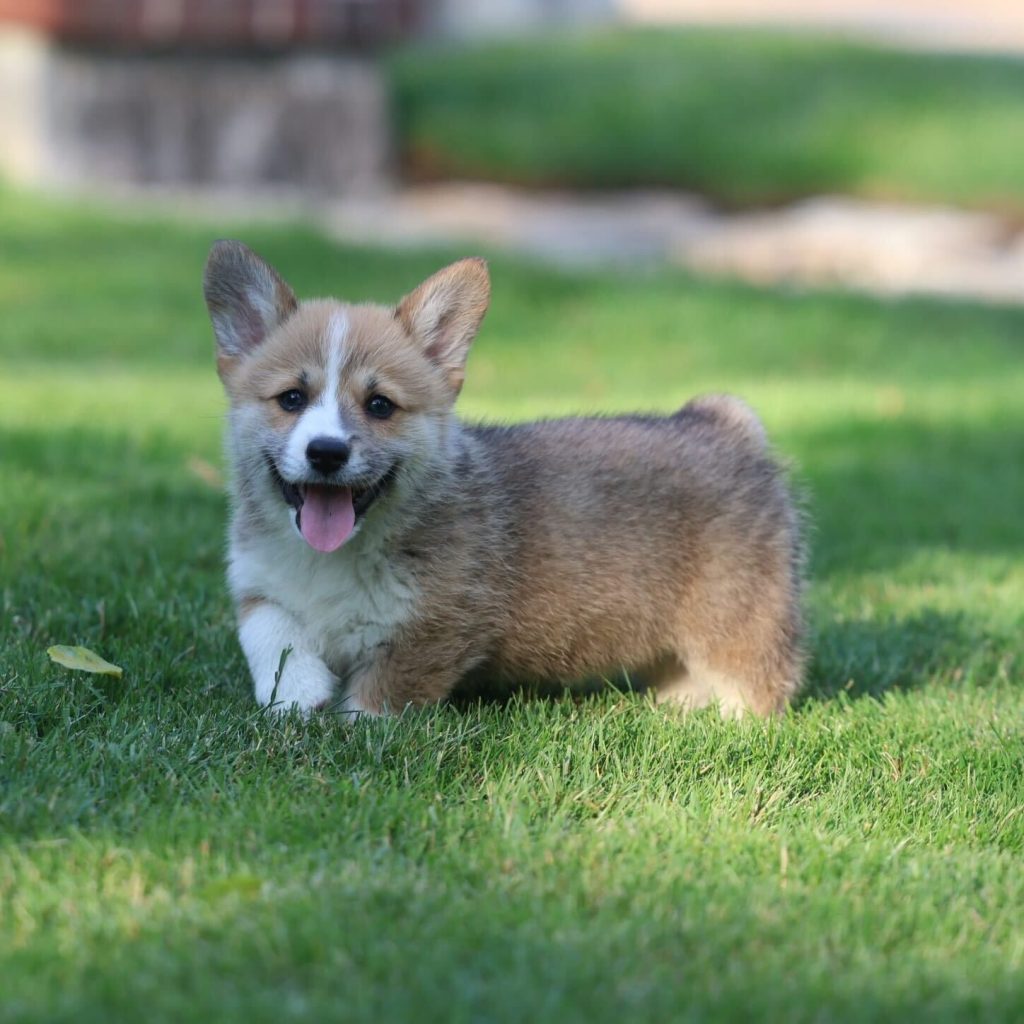 Goldstar Corgi Puppy in Grass