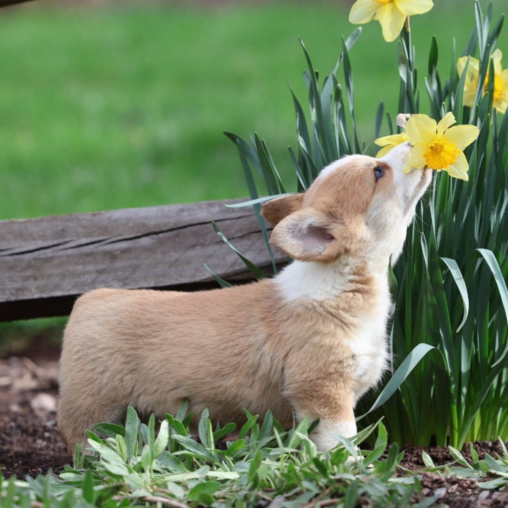 Goldstar Corgis Puppy