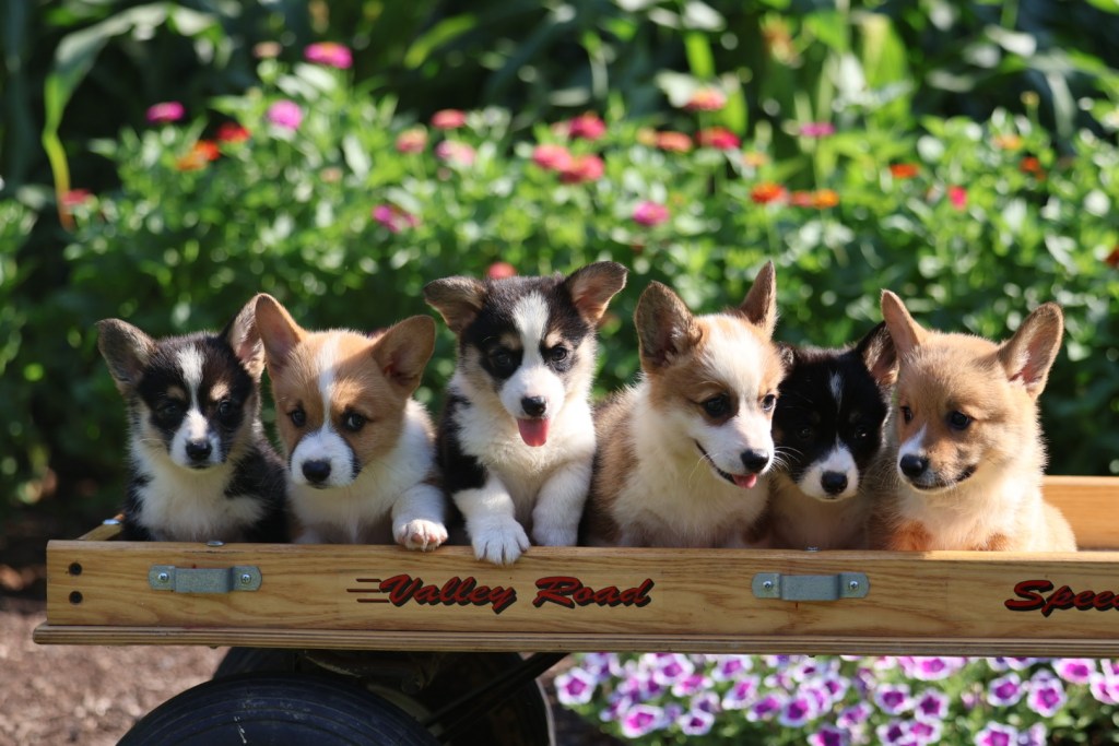 Corgi Puppies and Flowers