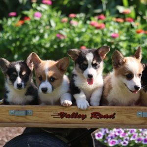 corgi puppy herding and nipping