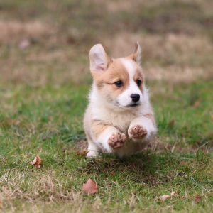 corgi puppy herding and nipping