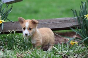 corgi temperament