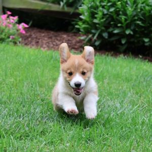 corgi temperament
