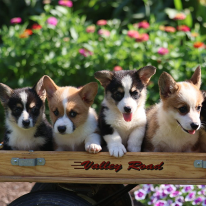 corgi puppies